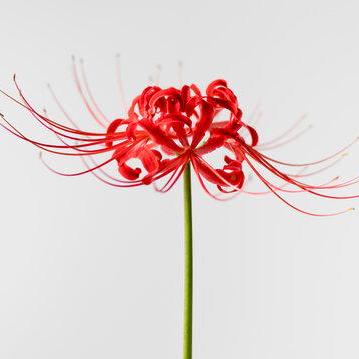 B Chea Github - Premium Geometric Art Gallery - 8K