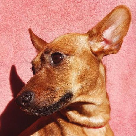 Paul Maja Github - Classic Mountain Wallpaper - Full HD