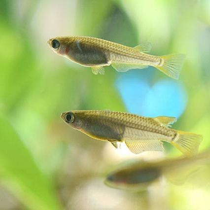 Hansika Ga Github - Best City Arts in Ultra HD