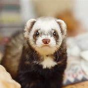 Wolfromm Frederic Ferret Github - Download Classic City Picture | Full HD