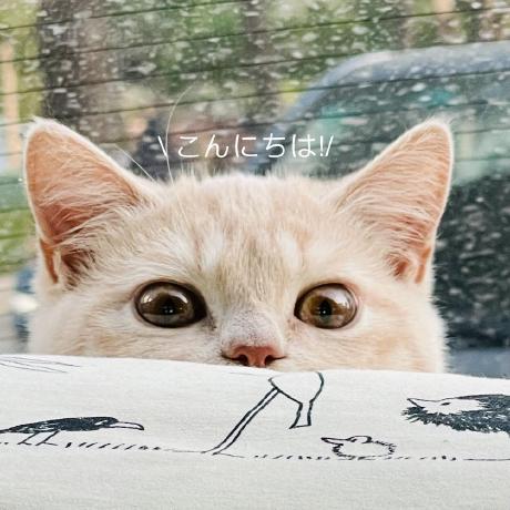 Github Momiji Bit Mar Skeleton Based Micro Action Recognition - Ultra HD High Resolution Colorful Patterns | Free Download