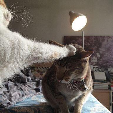 Github Broisuckxd Cattoware Ui - Best Space Designs in 4K