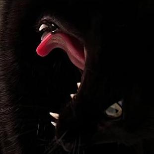 Kuesize Maks Github - Premium Vintage Wallpaper Gallery - Mobile