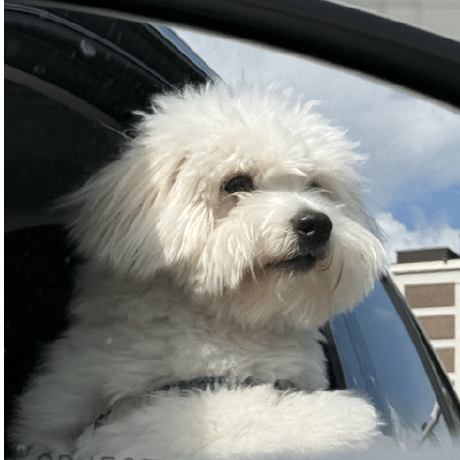 Sijiechenchenchen Sijie Chen Github