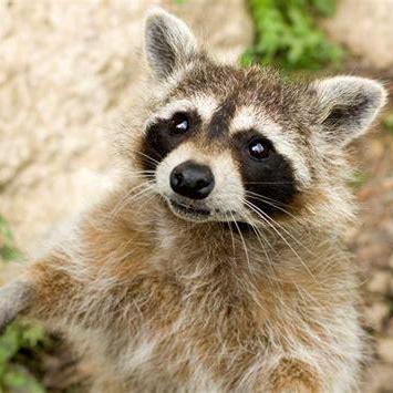 Github The Racoon Devs Racoon Tracker Fe V1 - Stunning Retina Minimal Wallpapers | Free Download