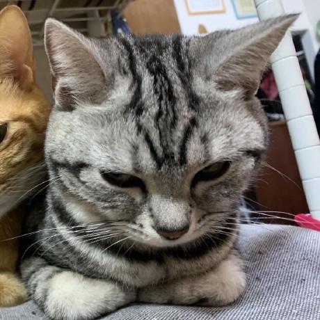 Github Siryu Saito Asterisk Pyramid Java - Professional 8K Vintage Backgrounds | Free Download