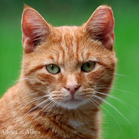 Github Nallujin Top Calculator - Premium Mountain Photo Gallery - High Resolution