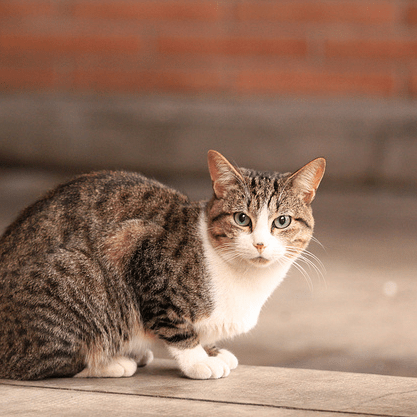 Github Lemonland1215 Coconutscuteambackend - Stunning Dark Texture - HD