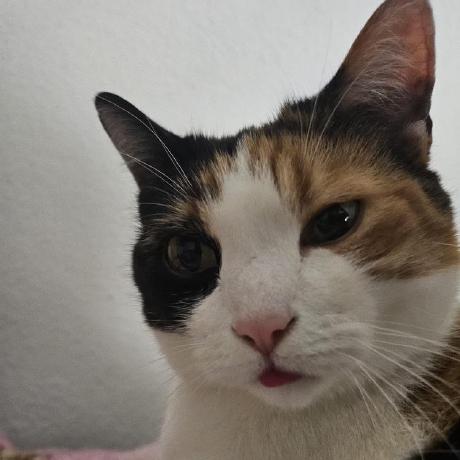 Sara Petrovic Github - Gradient Picture Collection - Retina Quality