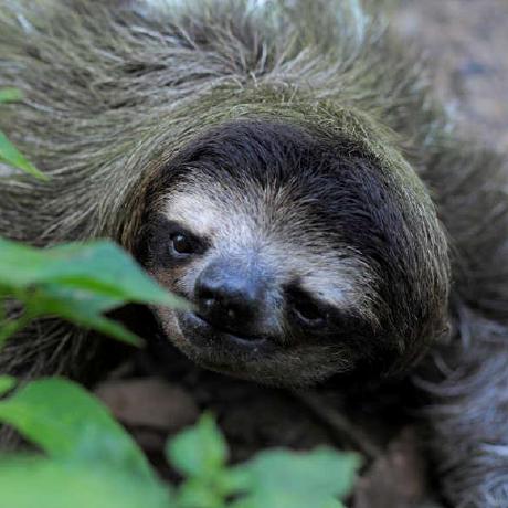 Ceciiiron Ceci Github - Best Light Arts in Full HD