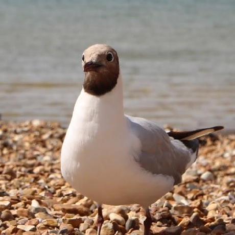 Github Google Yamlfmt An Extensible Command Line Tool Or Library To - Light Patterns - Amazing HD Collection