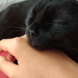 Release Version 1 1 0 Danik4985 Bd Chatfilterbypass Github - Download Gorgeous Nature Design | Desktop