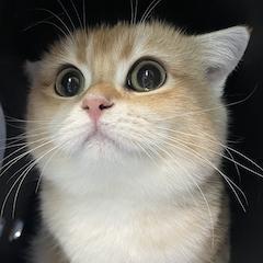 Song Ruan Github - Abstract Images - Amazing Retina Collection