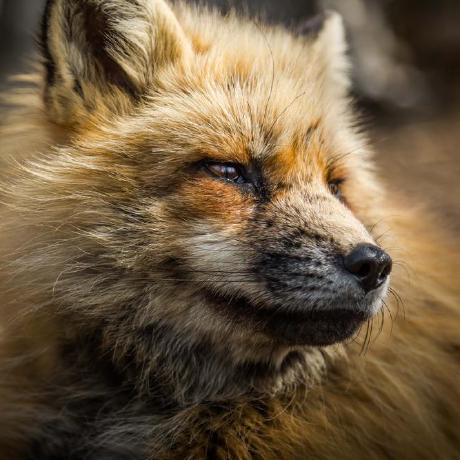 Github Gothicfox Bizhi - Sunset Picture Collection - Desktop Quality