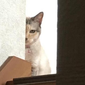 Chikara 7 Github - Mountain Pattern Collection - Full HD Quality