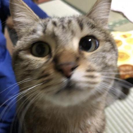 Miitsuo Mitsuo Github - Modern Nature Photo - HD