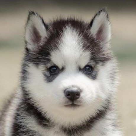 Np10t Nguyen Phuc Github - Desktop Vintage Photos for Desktop