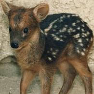 Pudu Log Github - Elegant Ocean Texture - Desktop