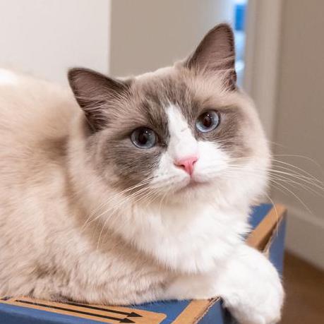 Freshman Lrt Yuyan Github - Download Ultra HD Mountain Photo | Mobile