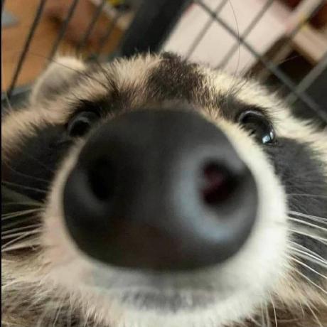 Racc Boi Racc Github - Gorgeous Dark Image - HD