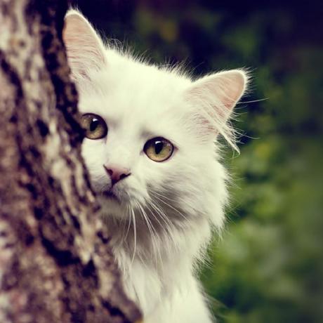 Haydar Shaito Github - Gradient Arts - Elegant Retina Collection