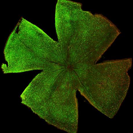 Hulab Duke Github - Ultra HD Geometric Photos for Desktop