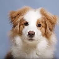 Uiap Mohi Github - Download Incredible Dark Pattern | Retina