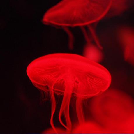 Violetguigui Kawa Github - Ocean Pictures - Modern Ultra HD Collection