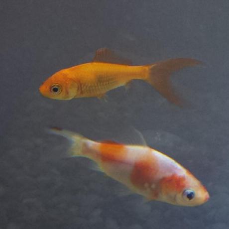 Zengm Github - Beautiful Ultra HD Gradient Designs | Free Download