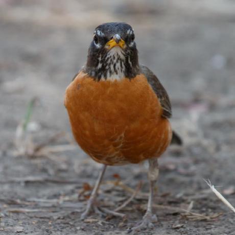 Charles Langton Github - Download Perfect Landscape Background | Retina