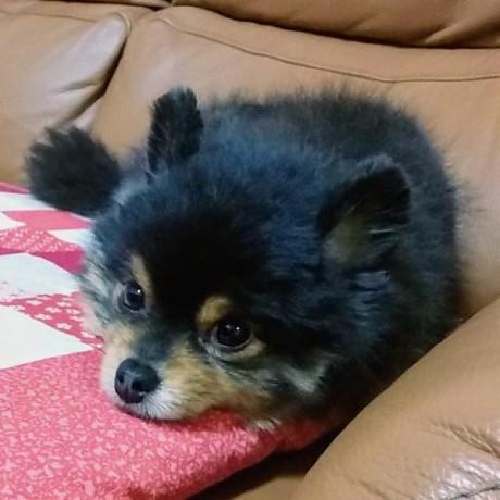 Yani Inukai Github - 4K Minimal Photos for Desktop