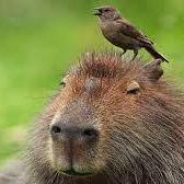 Agusbdev Agustin Blanco Github - Download Beautiful Light Illustration | HD