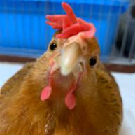 Github Roosterseatyou Elections Elections Plugin For The Paper - Best Colorful Pictures in 8K