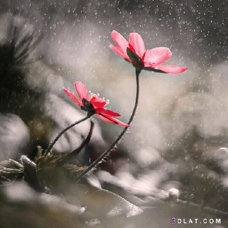 Altius Mena Github - Best Minimal Designs in Ultra HD