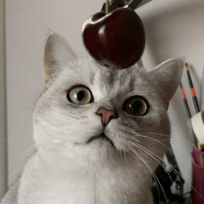 Cat Moom Github - Dark Pictures - Professional Retina Collection