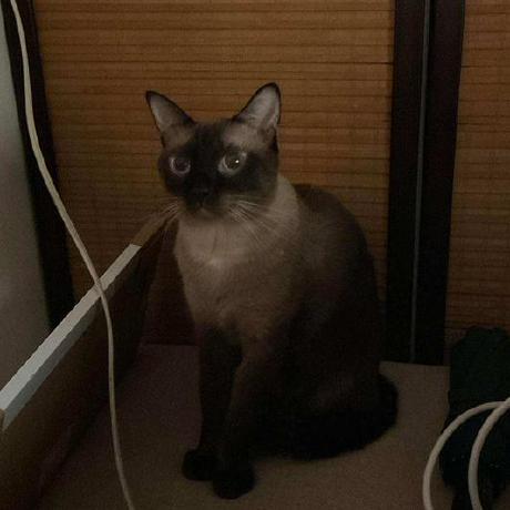 Rinzler Github - Premium Dark Image Gallery - Mobile