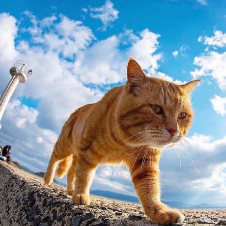 Mu Gu Mugu Github - Download Premium City Art | High Resolution