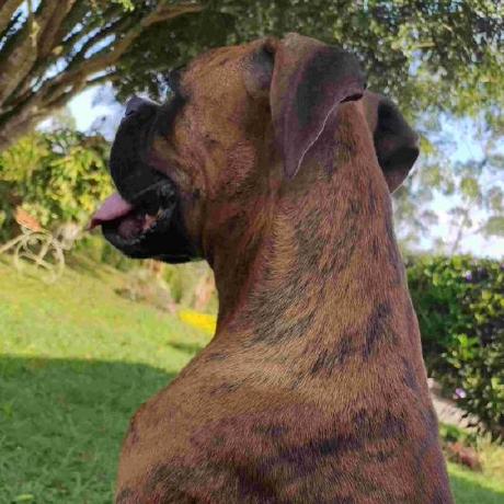 Github Santiesleo Distributed Sorting - Mobile Nature Photos for Desktop