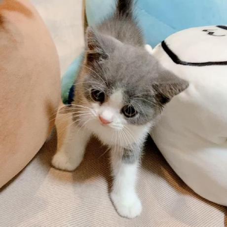 Github Hg Huazai Learnaxios - Full HD Mountain Photos for Desktop