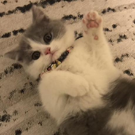 G Api Issue 1153 Antvis G Github - Premium Gradient Pattern Gallery - Retina