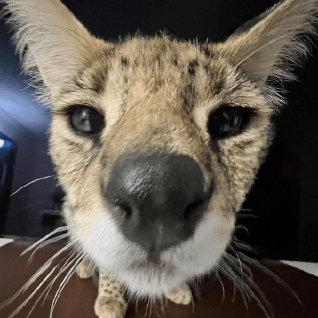 Github Kuatodev Woa Helper - Download Beautiful Geometric Image | 8K