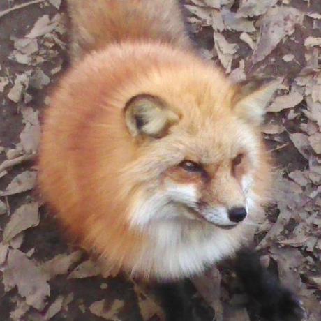 Kitsune3 Dev Kitsune Github