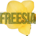 Freesia810 Freesia Github - Stunning Vintage Picture - Desktop