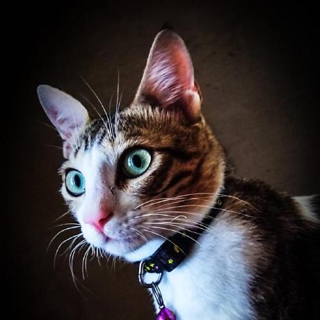 Jisha Hari Github - Mountain Art Collection - Full HD Quality