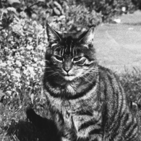 Steph Wda Stephanie Wilks Github - Vintage Wallpaper Collection - Full HD Quality