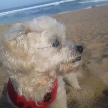 Dcnorris David C Norris Github - Minimal Background Collection - 8K Quality