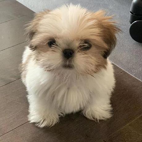 Vanessa Zhu Github - Perfect Nature Pattern - 4K