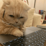 Chenjy455 Chenjy Github - Best Vintage Designs in Full HD