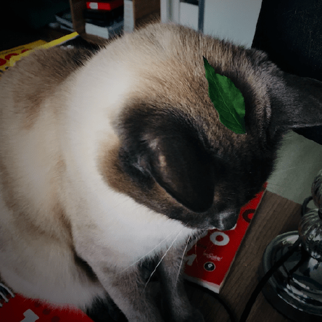 Ferran77 Edardo Ferr N Github - Nature Photo Collection - 4K Quality