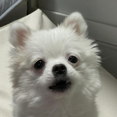 Hey Allie Github - Premium Nature Image Gallery - Full HD